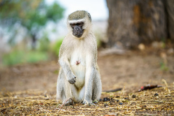 vervet monkey in kruger national park, mpumalanga, south africa 9