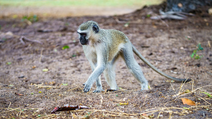 vervet monkey in kruger national park, mpumalanga, south africa 13