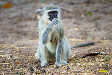 vervet monkey in kruger national park, mpumalanga, south africa 14