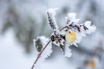 snow-covered frozen berries, snowflakes on berries