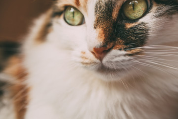 Beautiful long haired cat portrait with selective focus. Close up view. 