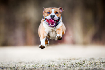 American staford terrier jump in high speed. Dog run or fly in front of camera.