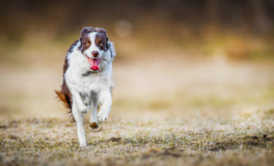 Naklejka na ściany i meble Young border collie dog is happy and jumping on meadow. Dogs wide banner or panorama, copy space concept.