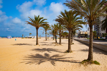 Fototapeta na wymiar palm trees on the beach-playa de gandia