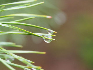 drops on grass
