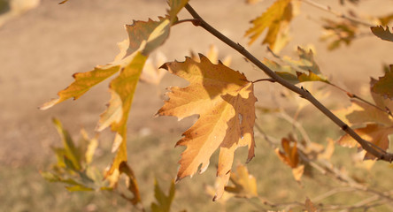 Yellow Autumn maple leaves on tree