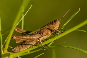 grasshopper on leaf