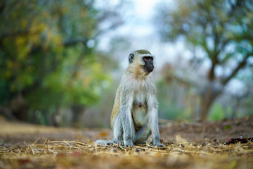 Obraz premium vervet monkey in kruger national park, mpumalanga, south africa 31