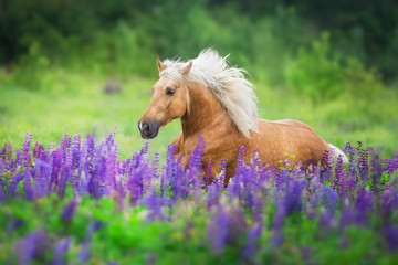 Palomino horse run with long mane in lupine flowers at sunset - obrazy, fototapety, plakaty
