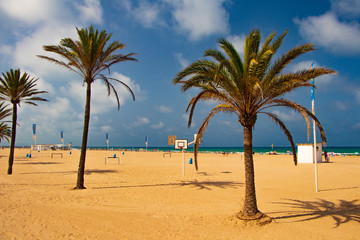 palm tree on the beach-gandia