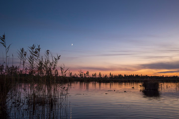 Sunrise at foggy swamp with small trees covered in early morning