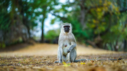 vervet monkey in kruger national park, mpumalanga, south africa 49