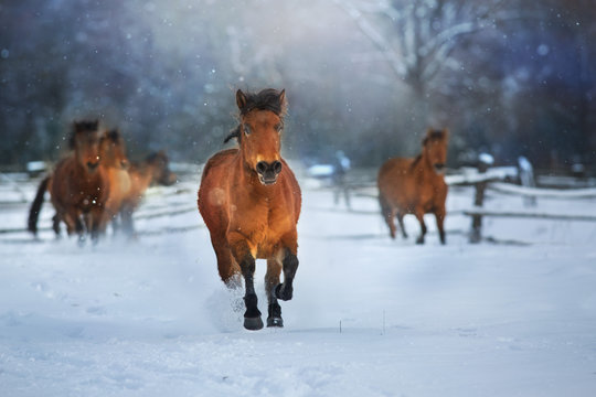 horses in winter
