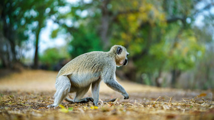 vervet monkey in kruger national park, mpumalanga, south africa 55