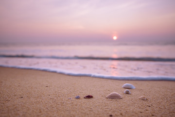 Coquillage au coucher du soleil