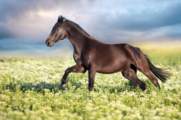 Plakat horse in field