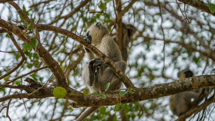 vervet monkey in kruger national park, mpumalanga, south africa 58