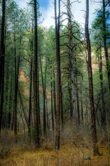 Fall for Planet Sedona