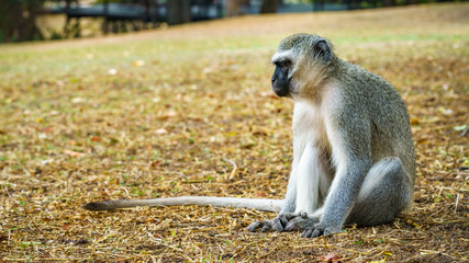 vervet monkey in kruger national park, mpumalanga, south africa 80
