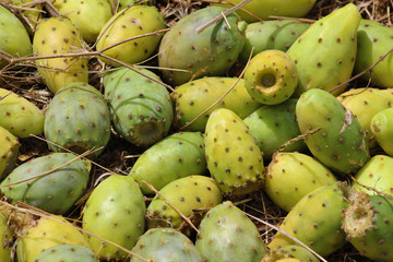 Comestible, americanos, aridez, barranco, cacto, cactus, calidez, calidez, canarias, costa, desierto, españa, espinas, exótica, exótica, ficus, flora, fruta, fruta, higo, invasor, natural, nopal, natu
