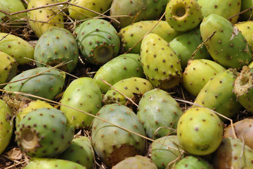Higo Chumbo, higo pico o tuno