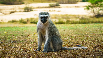 vervet monkey in kruger national park, mpumalanga, south africa 87