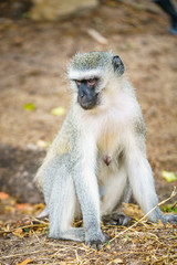 Naklejka na ściany i meble vervet monkey in kruger national park, mpumalanga, south africa 98