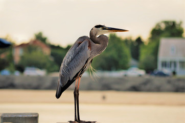 Standing Watch