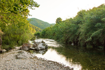river in the forest