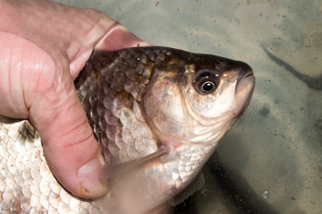 A live crucian fish in a man's hand.The crucian carp is alive in the hands.