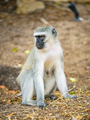 Naklejka na ściany i meble vervet monkey in kruger national park, mpumalanga, south africa 100