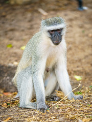 Naklejka na ściany i meble vervet monkey in kruger national park, mpumalanga, south africa 102