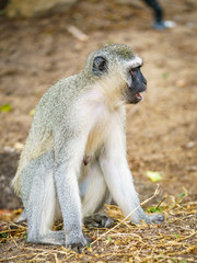 vervet monkey in kruger national park, mpumalanga, south africa 103