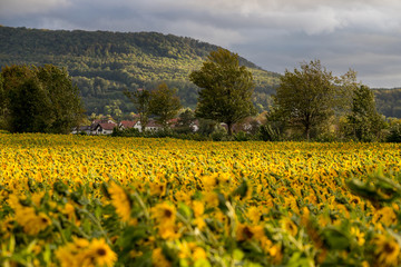 Sonnenblumenfeld im Vorland der Schwäbischen Alb