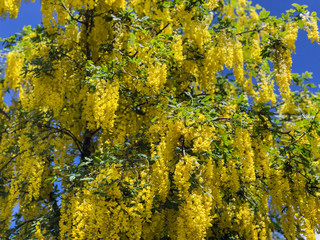 Partium junceum or Spanish broom bushes abundantly blooming in nature, good honey plant