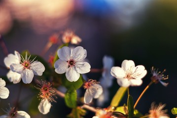 spring cherry blossom, spring background