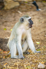 vervet monkey in kruger national park, mpumalanga, south africa 106
