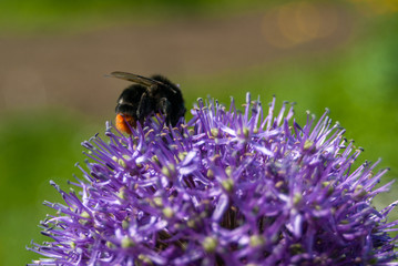 large bumblebee on a beautiful purple flower close-up macro