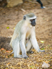 vervet monkey in kruger national park, mpumalanga, south africa 108
