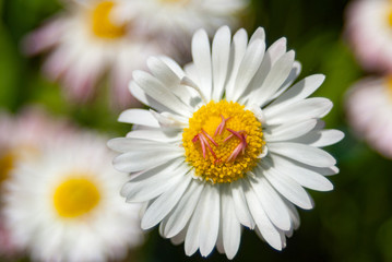 white daisy flower on a sunny bright spring day, spring mood