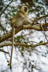 vervet monkey in kruger national park, mpumalanga, south africa 114