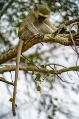 vervet monkey in kruger national park, mpumalanga, south africa 118