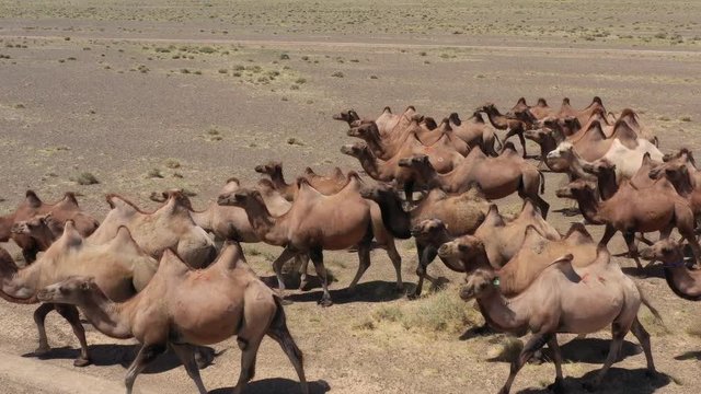 Aerial view of running Bactrian camels group in the steppe, Mongolia, 4k