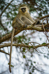 vervet monkey in kruger national park, mpumalanga, south africa 119
