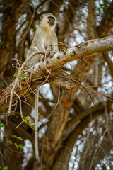 vervet monkey in kruger national park, mpumalanga, south africa 126