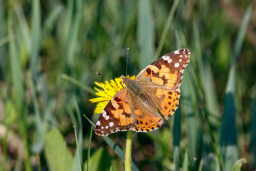 Vanessa cardui painted lady cosmopolitan butterfly sitting on dandelion flower. Cute common bright insect in wildlife.