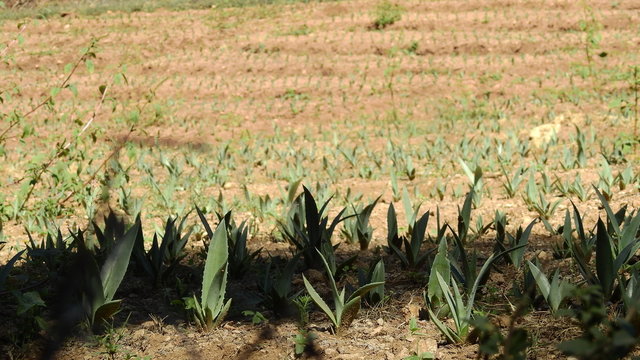 Agave beb&eacute;s