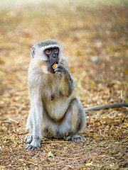 vervet monkey in kruger national park, mpumalanga, south africa 62