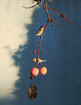 Bird On A Branch Eating A Fruit