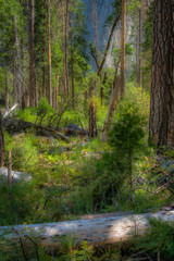 Obraz premium Beautiful Eastern Sierra’s from June Lake to Lake Tahoe